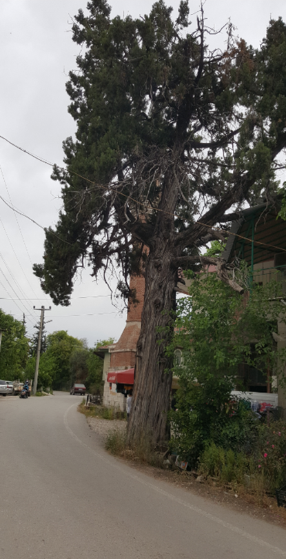 Yeşilçam Yürüyüş Yolu